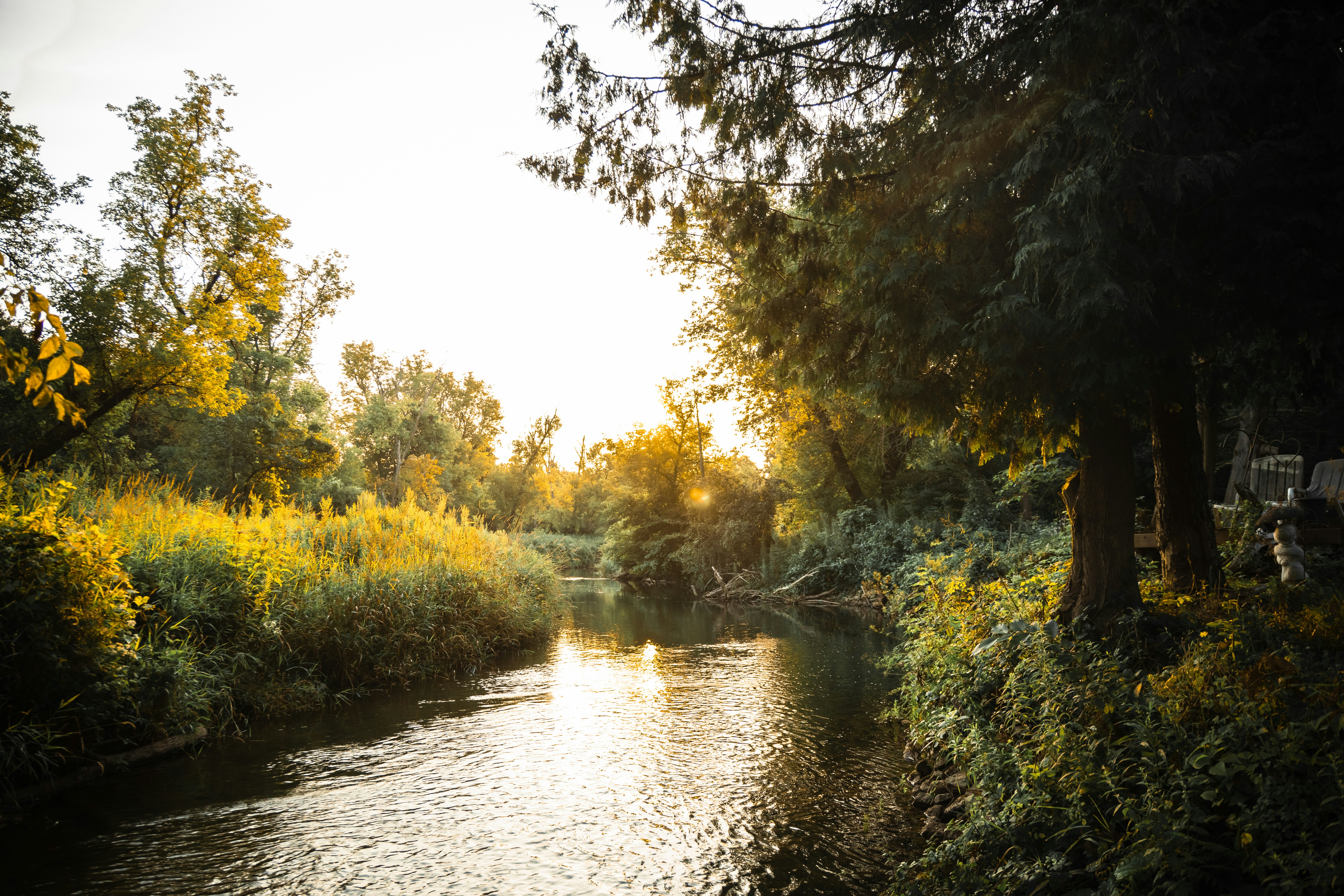 A peaceful nature scene — digital detox in the forest